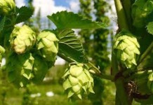 US hop crop deemed a better crop than last year hops plant