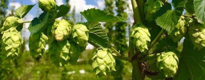 hops plant