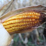 Bean cutworm could put some corn at risk Ear of corn