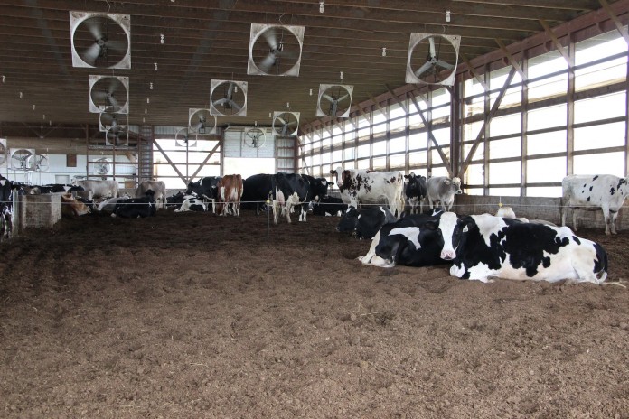 dairy compost.indoe pack Compost barn