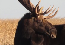 North Dakota pheasant hunting gone awry moose