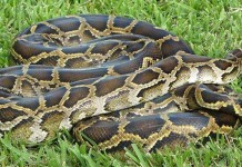 Python Challenge open to fearless hunters Burmese Python