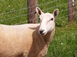 Dorset sheep
