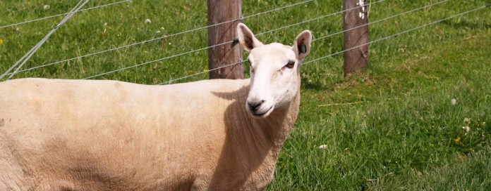 Dorset sheep