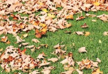 When should I fertilize my lawn and garden? fall leaves on grass