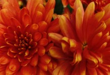 How to overwinter perennial flowers rust colored mums