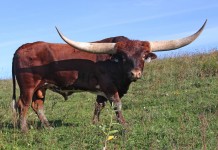 Dickinson Cattle Co. wins champion Longhorn contest Champion bull
