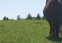 Bovine genetics companies to merge beef cattle on pasture