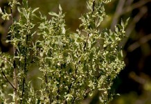 Space invaders are everywhere: What to do about invasive species Autumn-olive invasive species