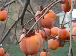 How to find, harvest and enjoy American persimmon persimmons in tree