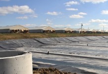 Hog manure could fuel your truck or car Covered Lagoon at Ruckman Farm