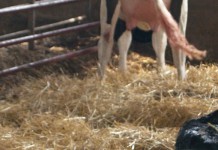 App lets dairymen collect and manage calving records in real-time calf just born