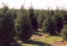 Operation Evergreen sends Ohio-grown Christmas trees to deployed soldiers evergreen trees