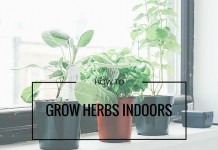 How to grow herbs indoors herbs growing on windowsill