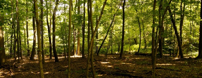 Clean Ohio Fund easement for woods