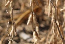 OSU soybean crop trials reveal higher than expected yields Soybean field