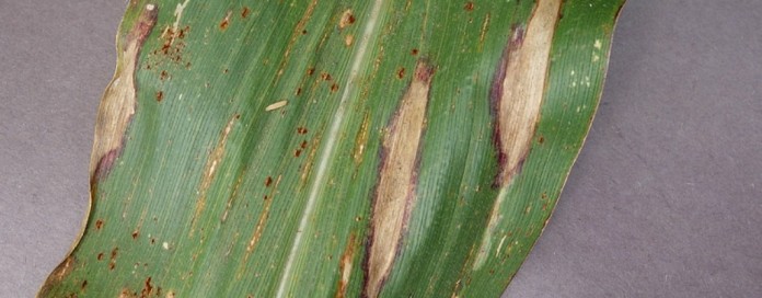 Northern leaf blight in corn