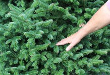 This holiday, give the gift of better wildlife habitat Christmas tree