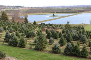 Pine Tree Farm