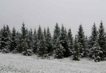 Enjoying the quietest month snowy spruce trees