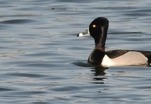 We wanted migrating waterfowl in North Dakota; El Nino didn’t ring-necked duck