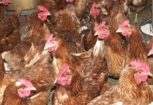 Composting large scale poultry operations Poultry