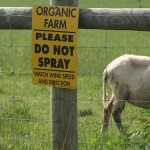Celebrating 25 years of organic standards Organic sheep farm