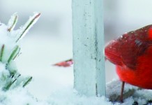 Counting the birds of winter Cardinal