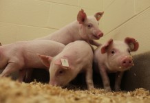 Pigs resistant to PRRS developed at University of Missouri Pigs resistant to virus