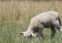 Dink the ram finds a new home lamb