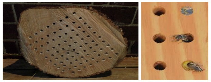 native bee box and bees