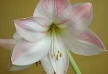 5 tips for amaryllis care pink and white amaryllis