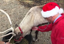Reindeer get checkups from the vet, too American Veterinary Medical Association reindeer checkup