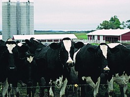 Holstein dairy cows