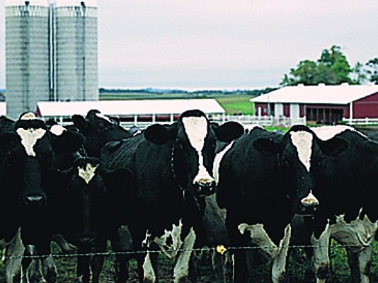 Holstein dairy cows