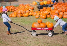 Agritourism opportunities on the rise in Ohio Nickajack Farms pumpkin patch
