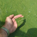Ohio EPA explains its decision to list Lake Erie impaired harmful algal bloom