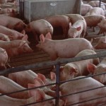 Veterinary Feed Directive: What producers need to know for the new year