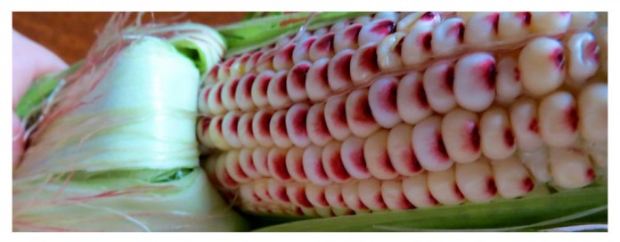 closeup of corn