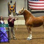 Percheron breeder inducted into hall of fame Mark Ryburn with Houston's Belle