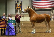 Percheron breeder inducted into hall of fame Mark Ryburn with Houston's Belle