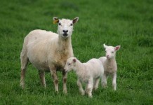 New life always brings excitement ewe and two lambs
