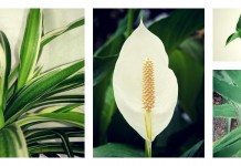 Houseplants add color and life to indoor spaces during winter houseplants collage