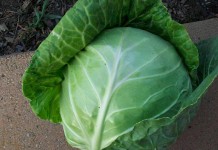 North Carolina 10-year-old earns $1,000 savings bond for growing giant cabbage head of cabbage