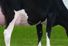 Holstein sets new milk record: 74,650 pounds Bur-Wall Buckeye Gigi Holstein cow