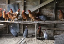 Backyard poultry series coming to Coshocton County Kline poultry