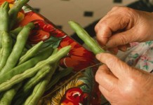 American Folklife Center launches photo campaign Mae Bongalis strings beans for drying. The dried beans are known as leather britches. For Ms. Bongalis, canning and preserving foods is “MyTradition.” Photo by Lyntha Scott Eiler, Oct. 5, 1996.