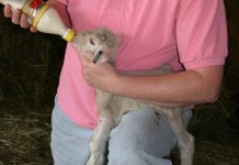 Lamb brought warmth and satisfaction bottle feeding lamb