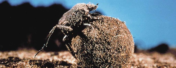 dung beetle