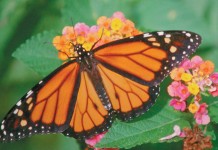 Monarch Collaborative working to enhance monarch habitat in agricultural landscapes monarch butterfly